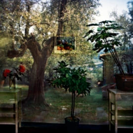 Abelardo Morell, Garden with Olive Tree